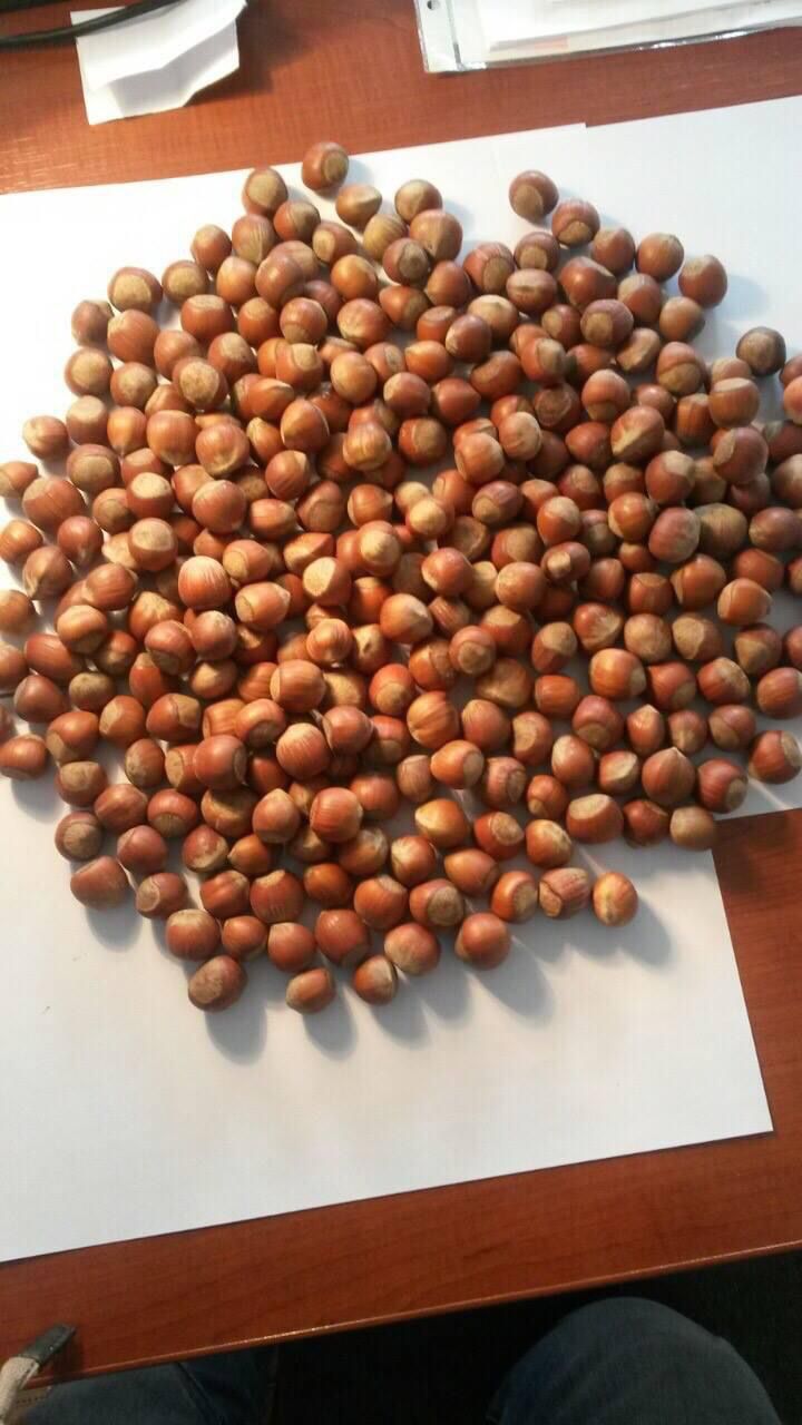 Hazelnuts in bulk USA, Hazelnuts for sale in bulk, supplier of Raw and Roasted Hazelnuts, wholesaler of Premium Hazelnuts