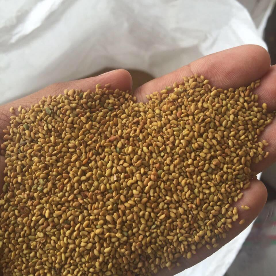 Best quality Alfalfa seeds