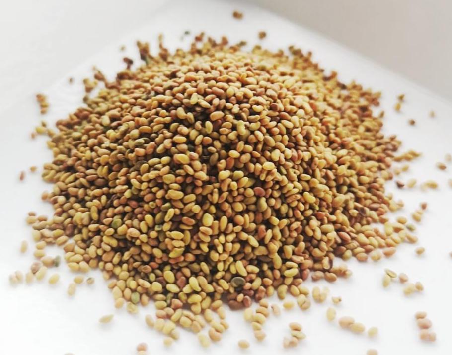 Alfalfa Seeds Wholesale