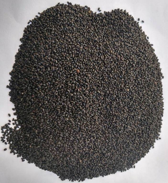 Basil seeds Wholesale