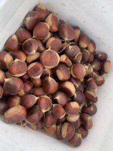 Chestnuts Wholesale, Chestnuts with shell for sale