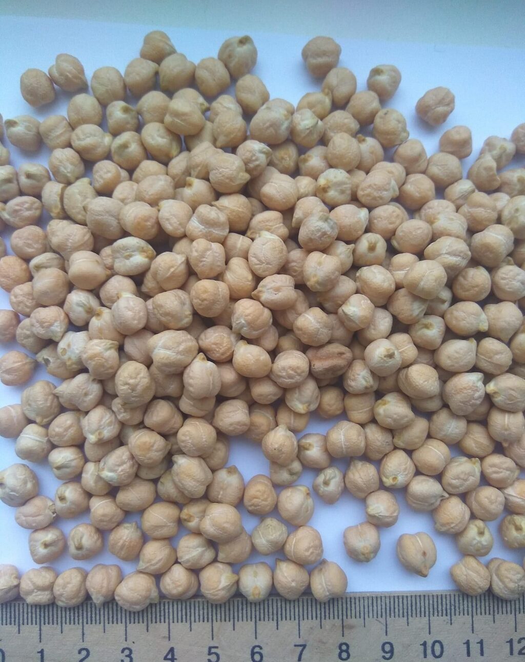 Chickpeas Nuts Wholesale