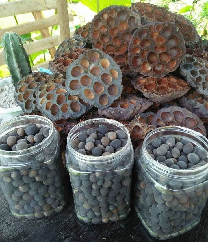 Order Lotus seeds in bulk