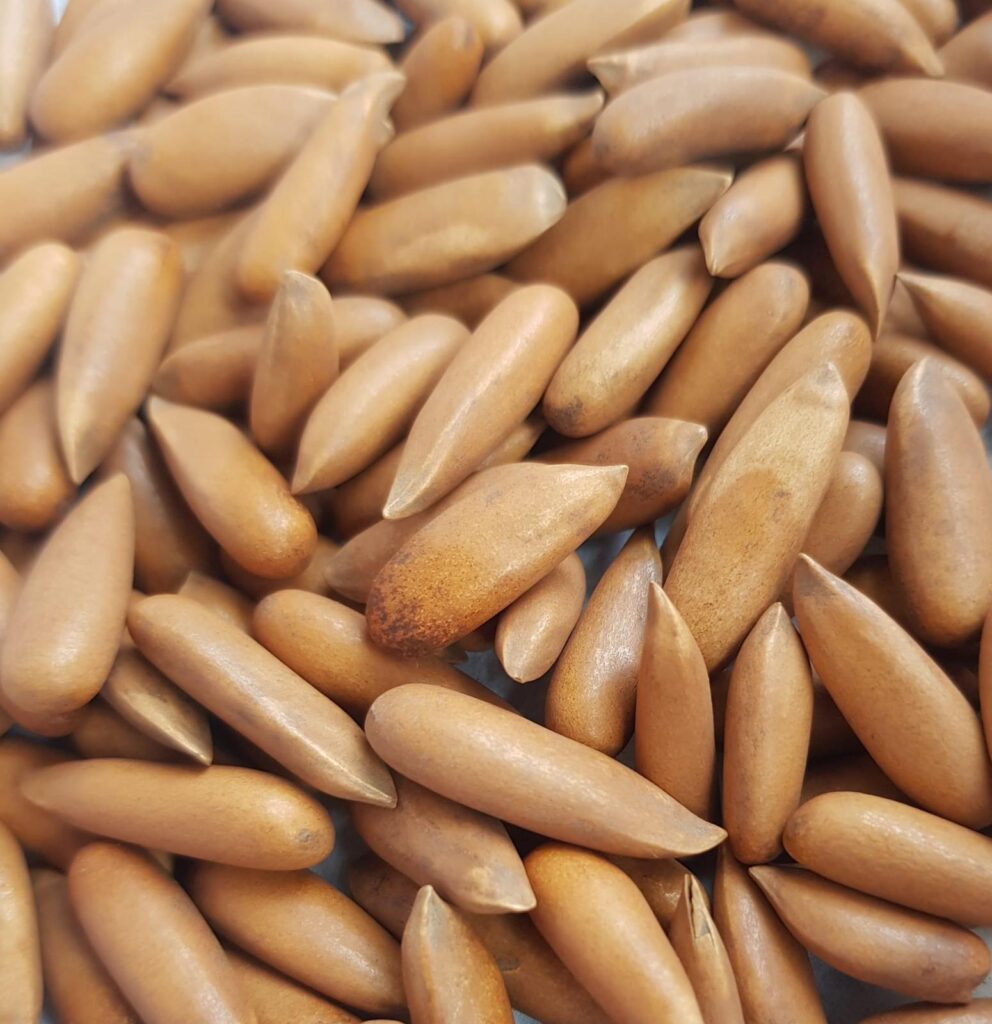 Buy Pine nuts online