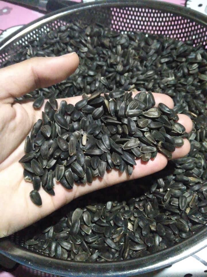 Roasted Sunflower seeds for sale