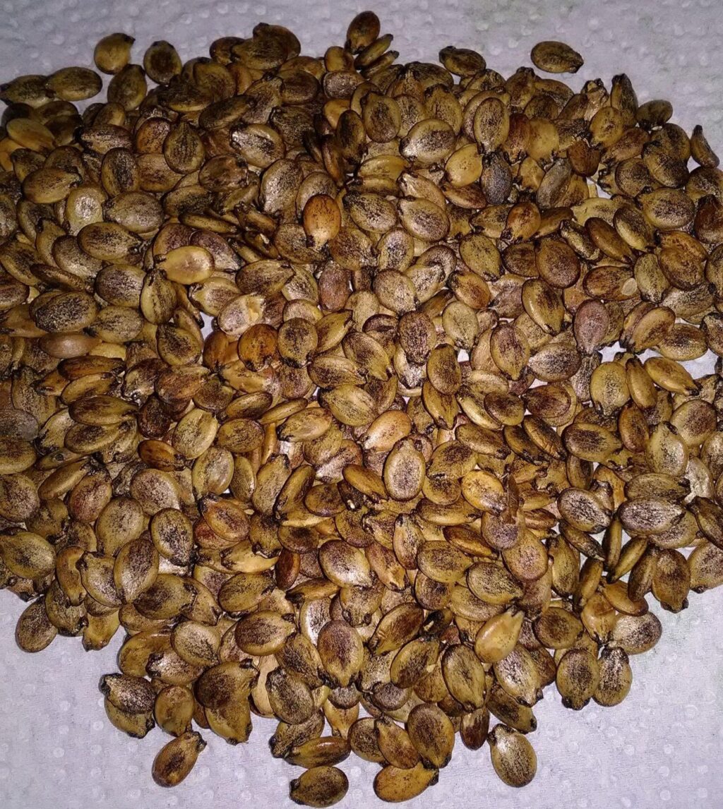 Watermelon seeds Wholesale