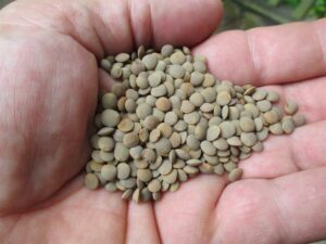We are a reliable supplier and manufacturer of lentils seeds