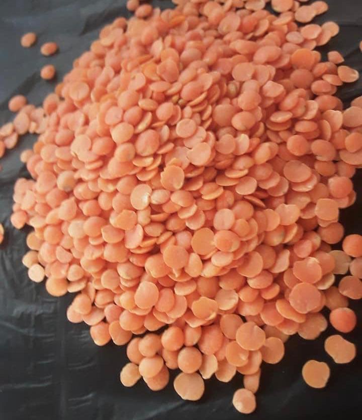 Lentil Seeds Wholesale